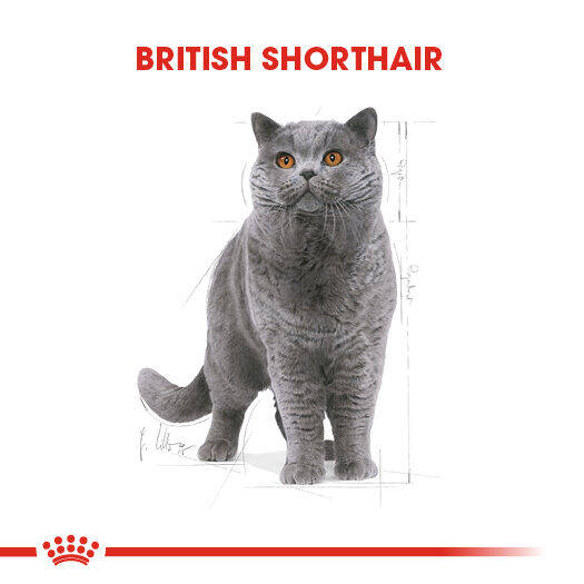 Royal Canin British Shorthair Adult Yetişkin Kedi Maması 10kg - 4