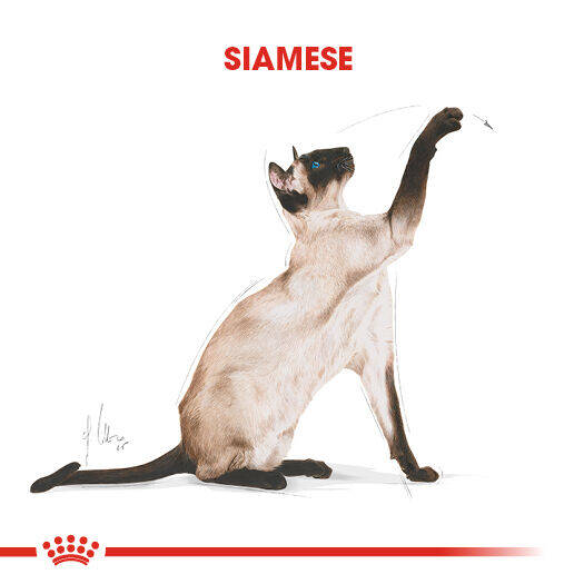 Royal Canin Siamese Siyam Irkı Yetişkin Kedi Maması 2kg - 4